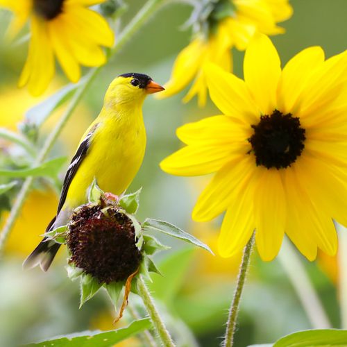 Goldfinch perched on narrow-leaved sunflower (Helianthus angustifolius) by Jordan West