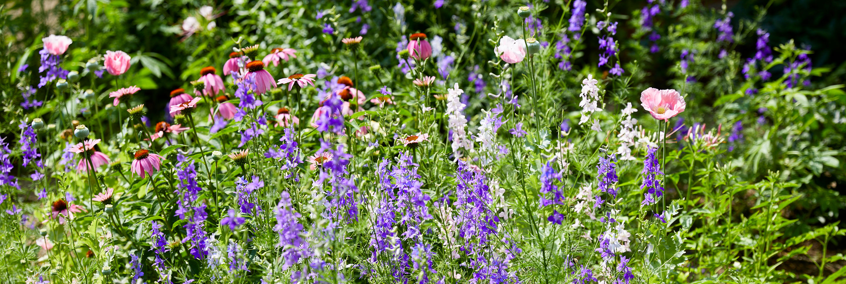 Cincinnati Nature Center | Native Landscaping: A Mosaic of Colors