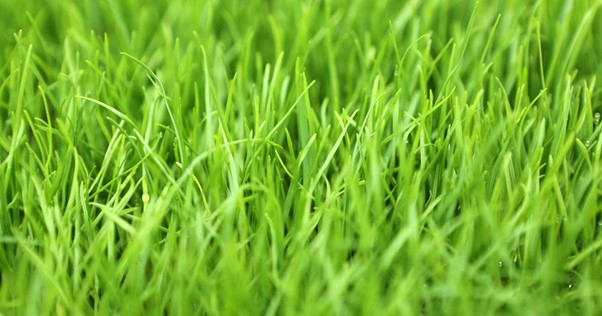 Choosing the Right Lawn for Your NZ Home: A Complete Guide Blogs Choosing the Right Lawn for Your NZ Home: A Complete Guide Blogs