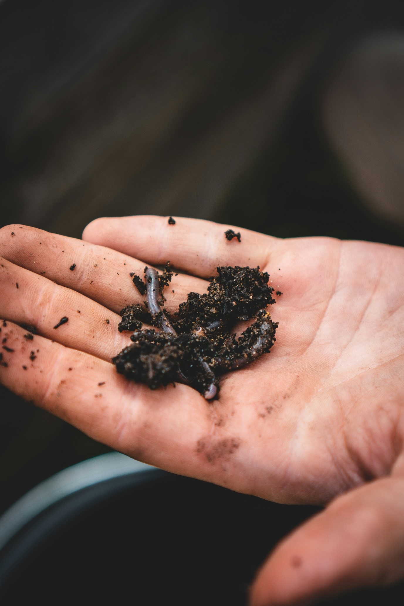 Creating Kid-Friendly Gardens: Ideas for Kiwi Families