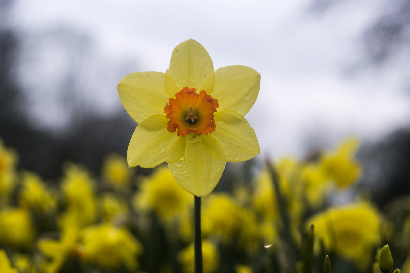 Planting in Spring: Choosing the Best Flowers for Your NZ Garden