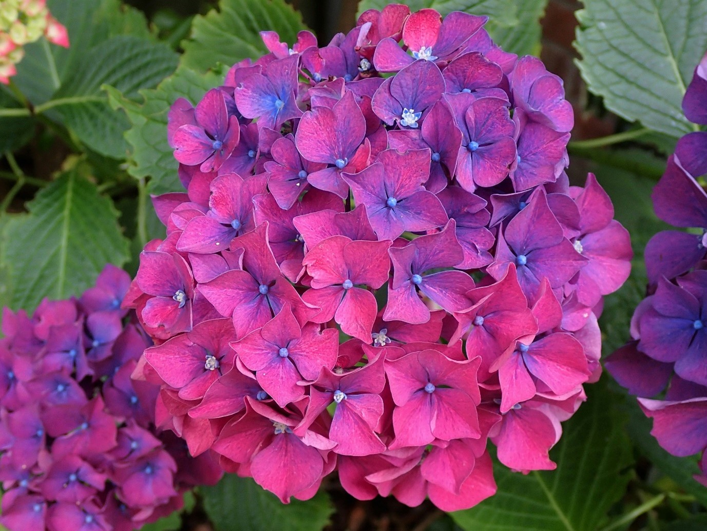 How to Keep Your Hedges and Shrubs Looking Their Best Year-Round