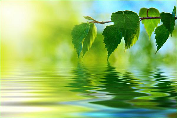 image de nature feuille sur l'eau 