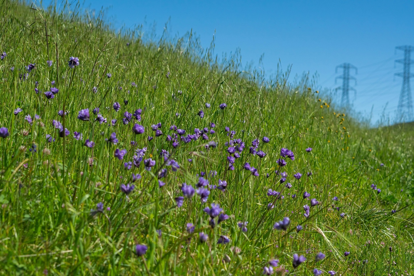 Energieinfrastruktur und Biodiversität