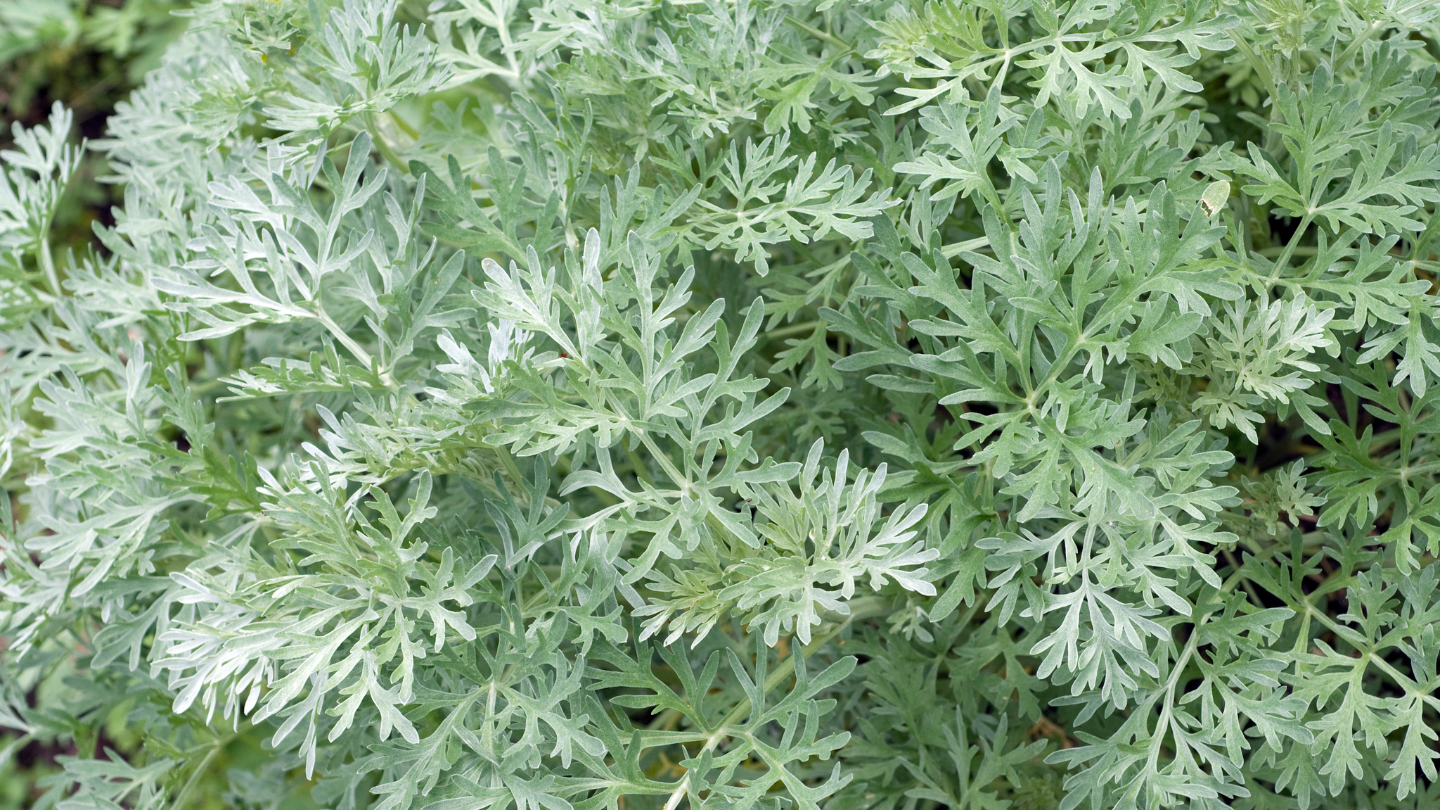 biljka gorkog pelina