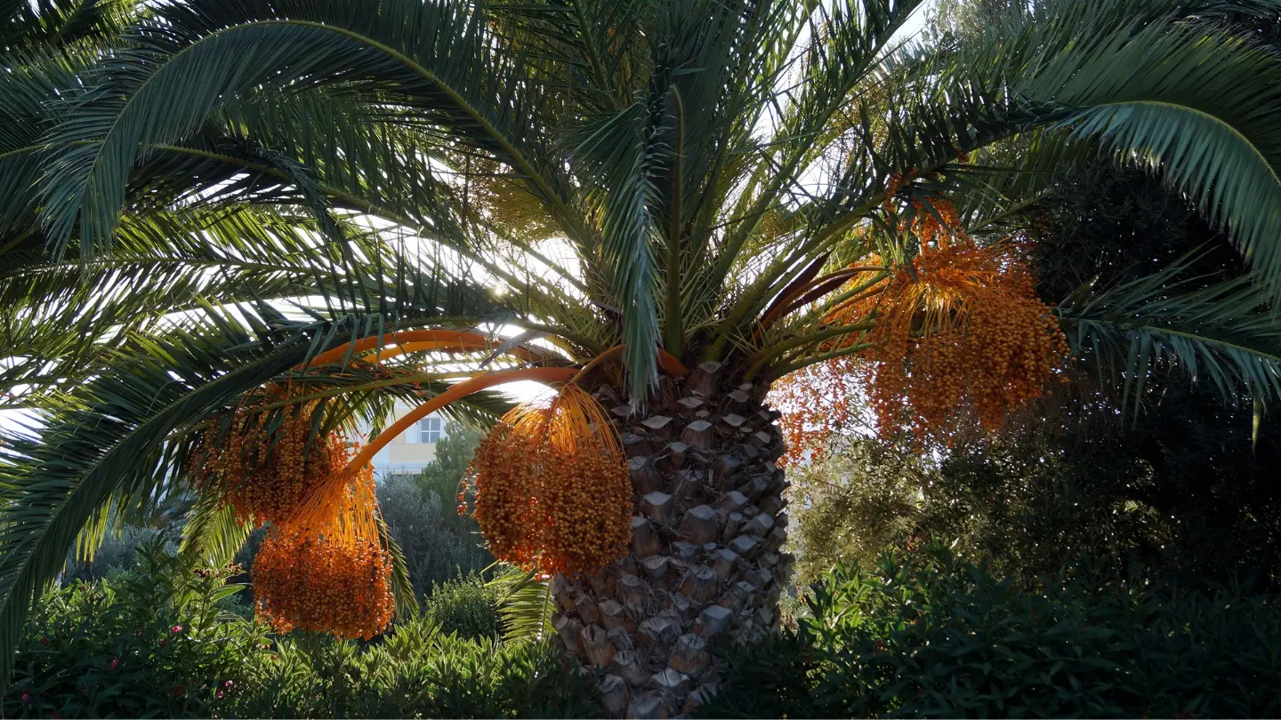 drvo datulje sa sortom ajwa datulja