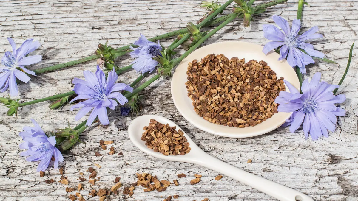 cikorija u svome prirodnom obliku