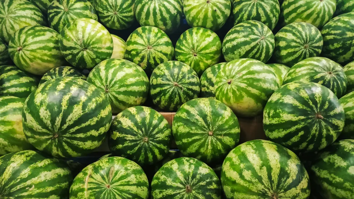 lubenica