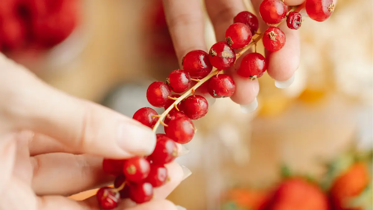 žena drži grančicu brusnica u ruci