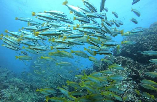 Симиланские острова (SAWANU)