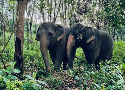 Заповедник слонов в Кхаулаке