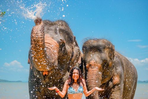 Заповедник слонов Lily Elephant Camp