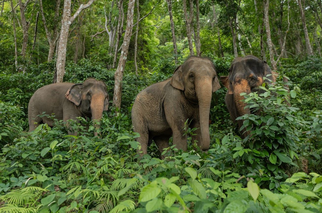 Elephant Conservation