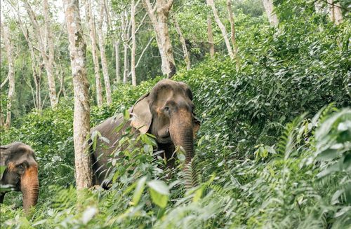 Приют для слонов на Пхукете