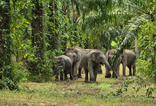 Приют для слонов в Кхаулаке