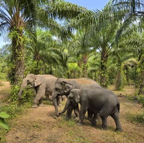 Приют для слонов в Кхаулаке