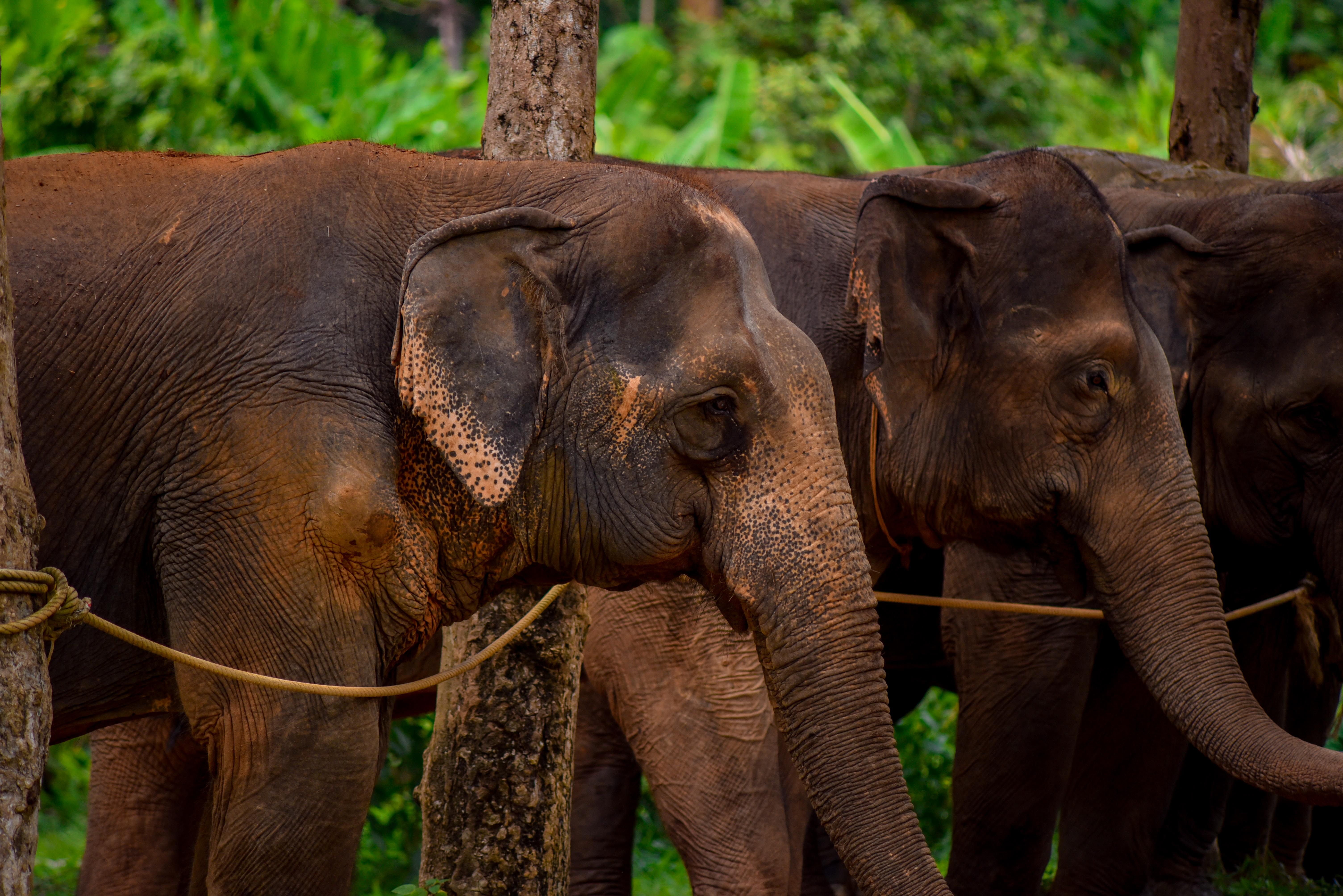 Заповедник слонов Lily Elephant Camp