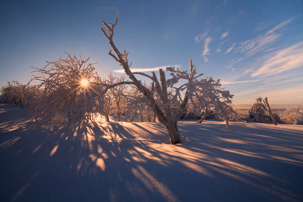 Frost-covered trees casting long sunrise shadows on untouched snow in the Czech countryside.