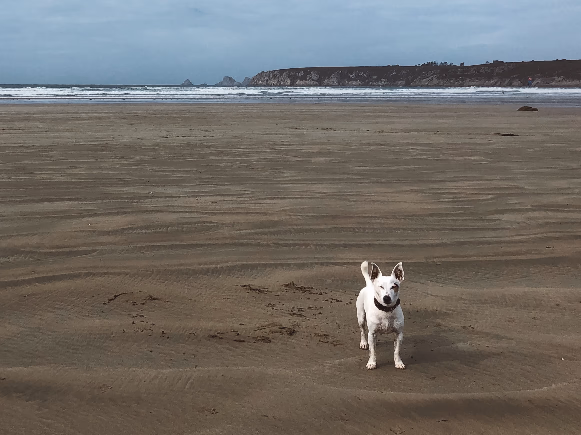 Dog + beach = relaxation