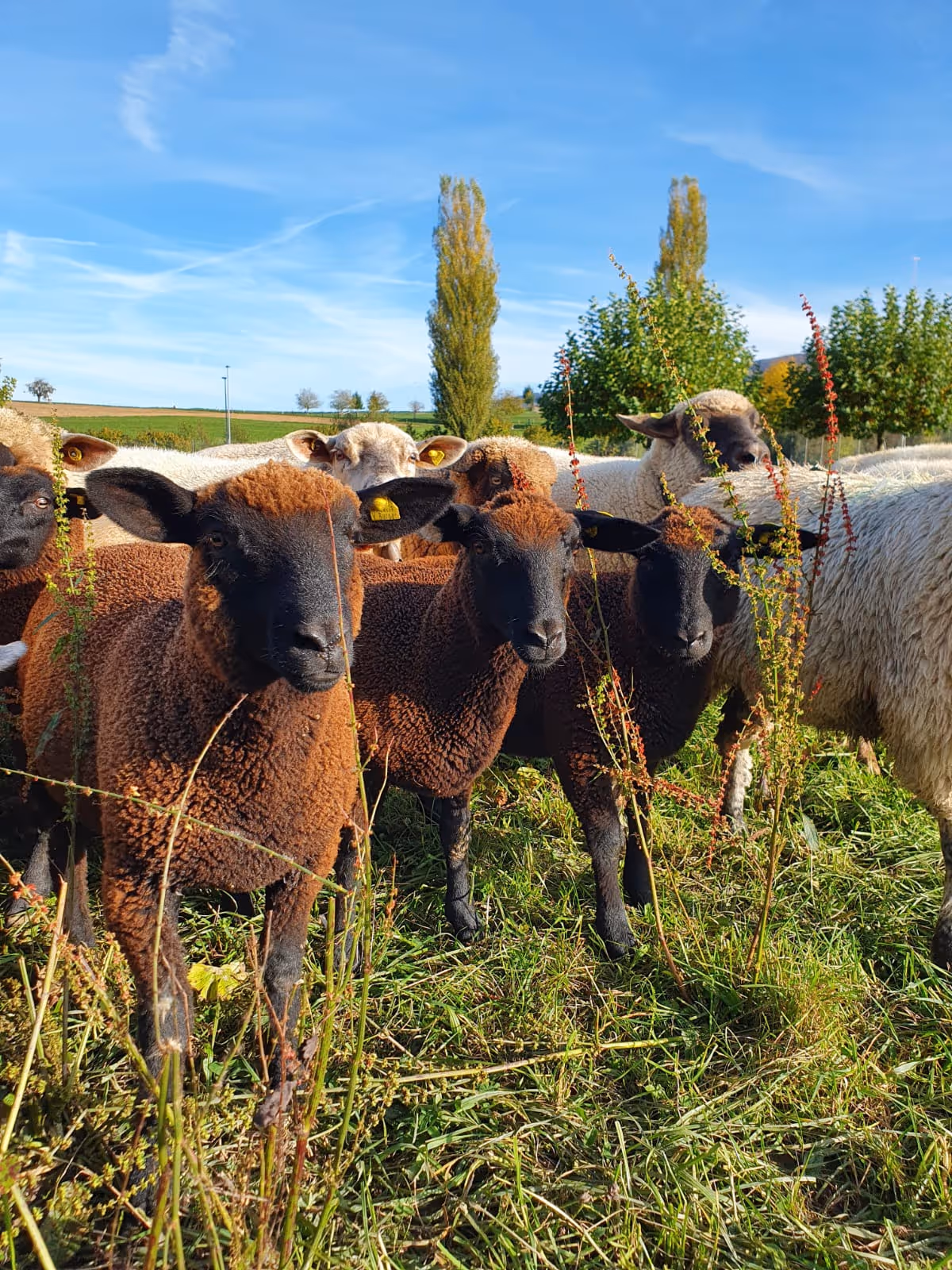 Plaisir de la nature ; du mouton, à la pierre précieuse