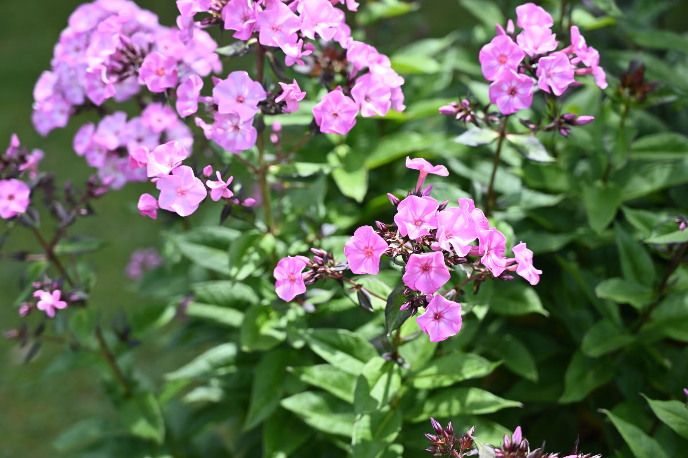 Clusters of pink phlox flowers in bloom with green leaves softly blurred in the background.
