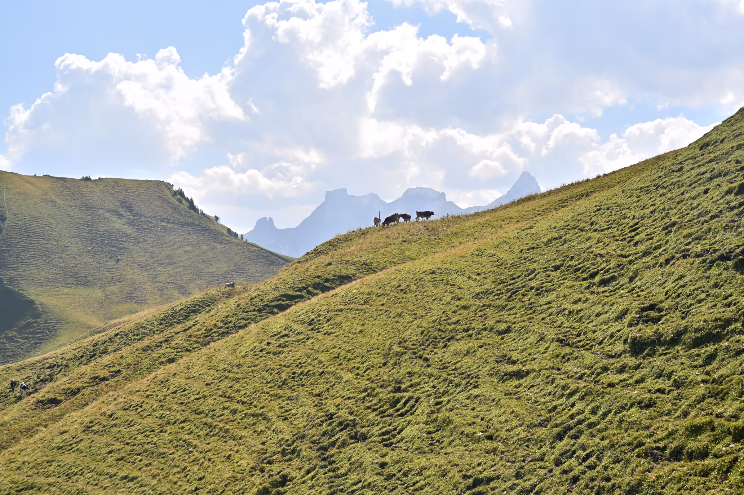 Cows grazing on a steep alpine hillside with rolling green meadows and distant mountain peaks under a partly cloudy sky, near Stoos Ridge, Switzerland.