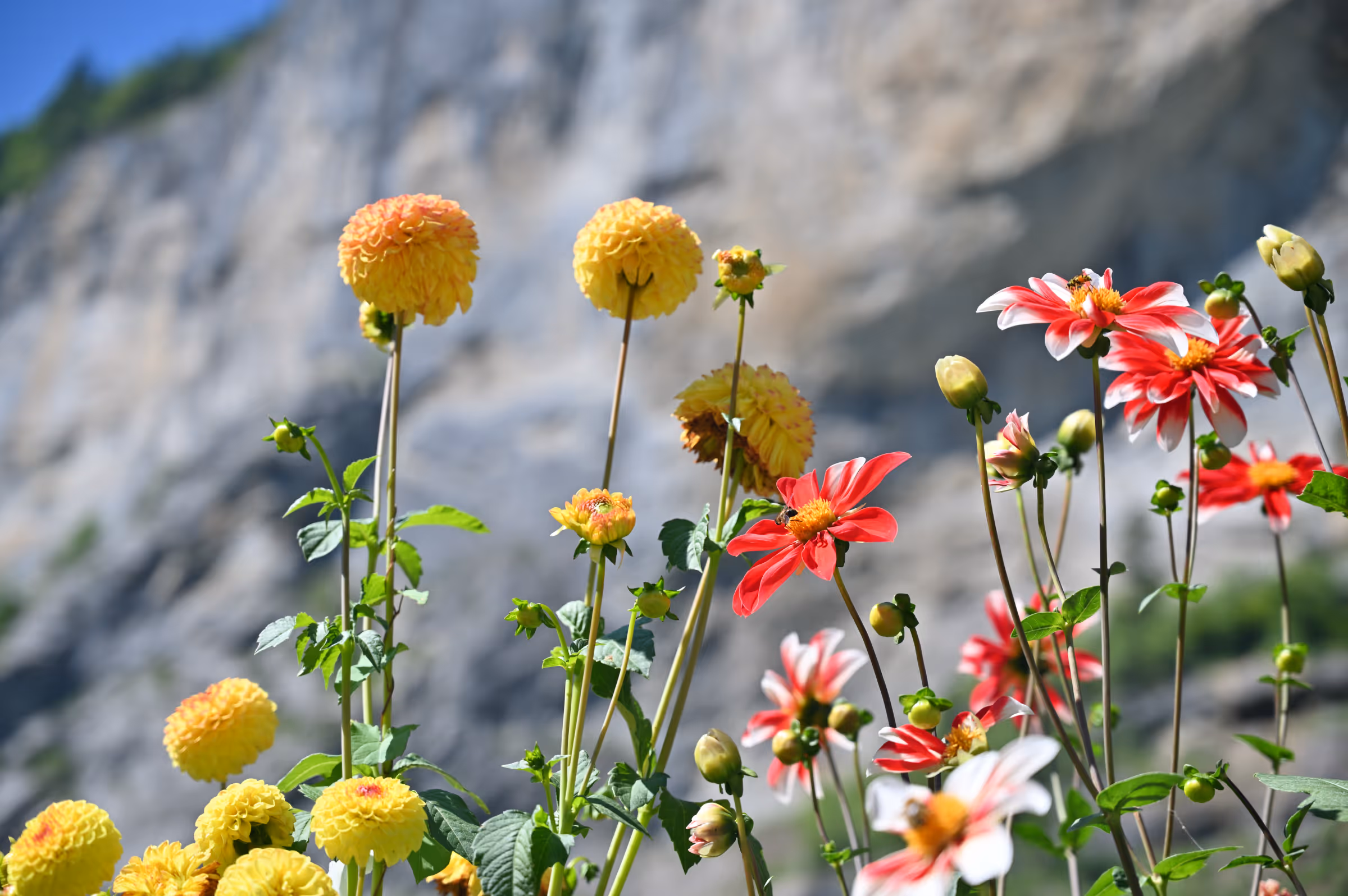 Colorful alpine wildflowers growing in front of steep limestone cliffs in the Swiss Alps.