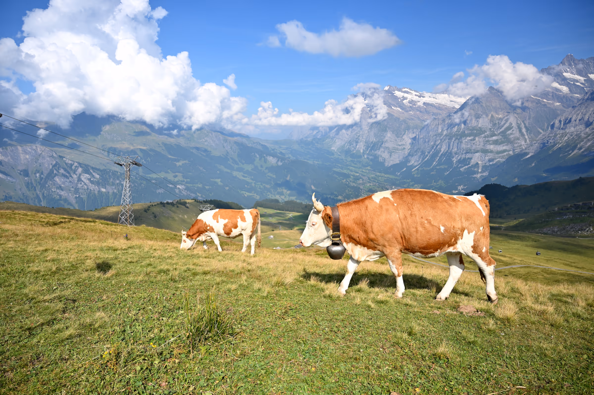 Brown and white cattle grazing on a green alpine ridge with mountains in the distance.