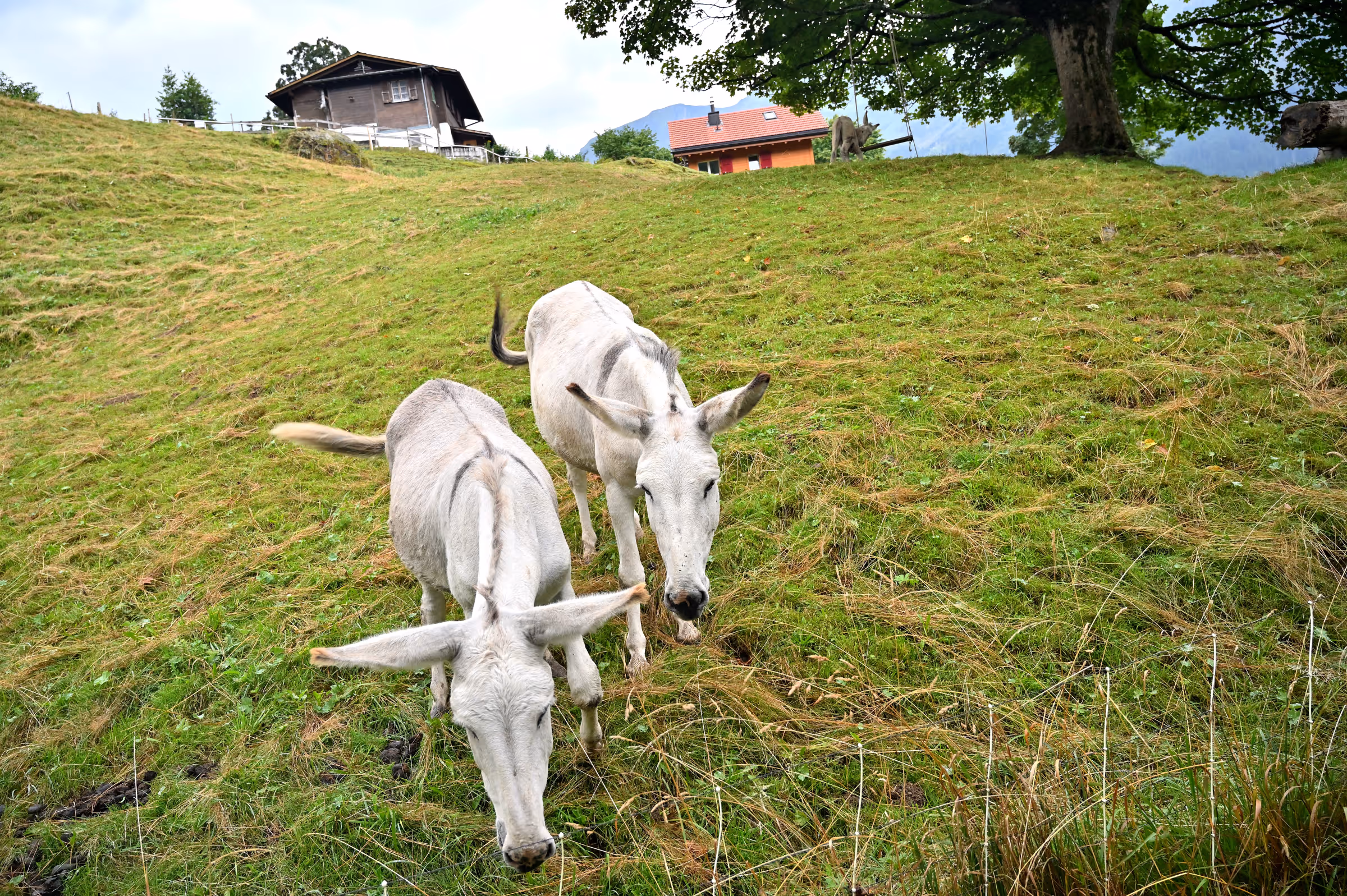 Two donkeys grazing on a grassy alpine farm hillside in Innerwengen, Switzerland.