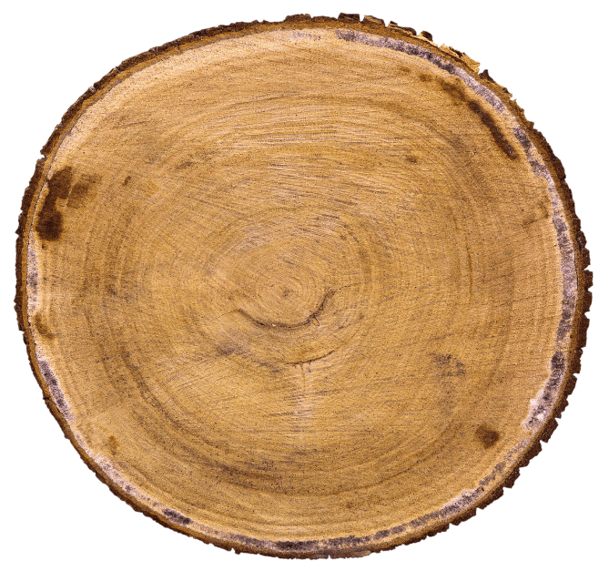 Baumstamm abgestorben Querschnitt