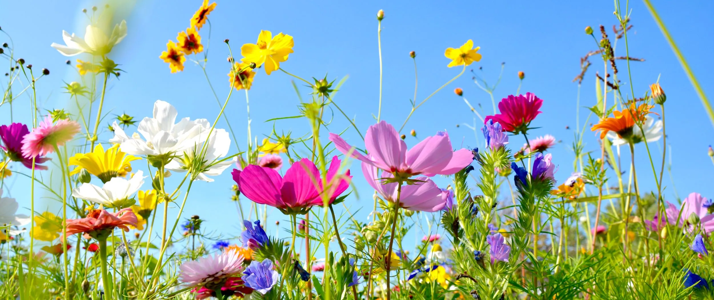 sommerliche Blumenwiese