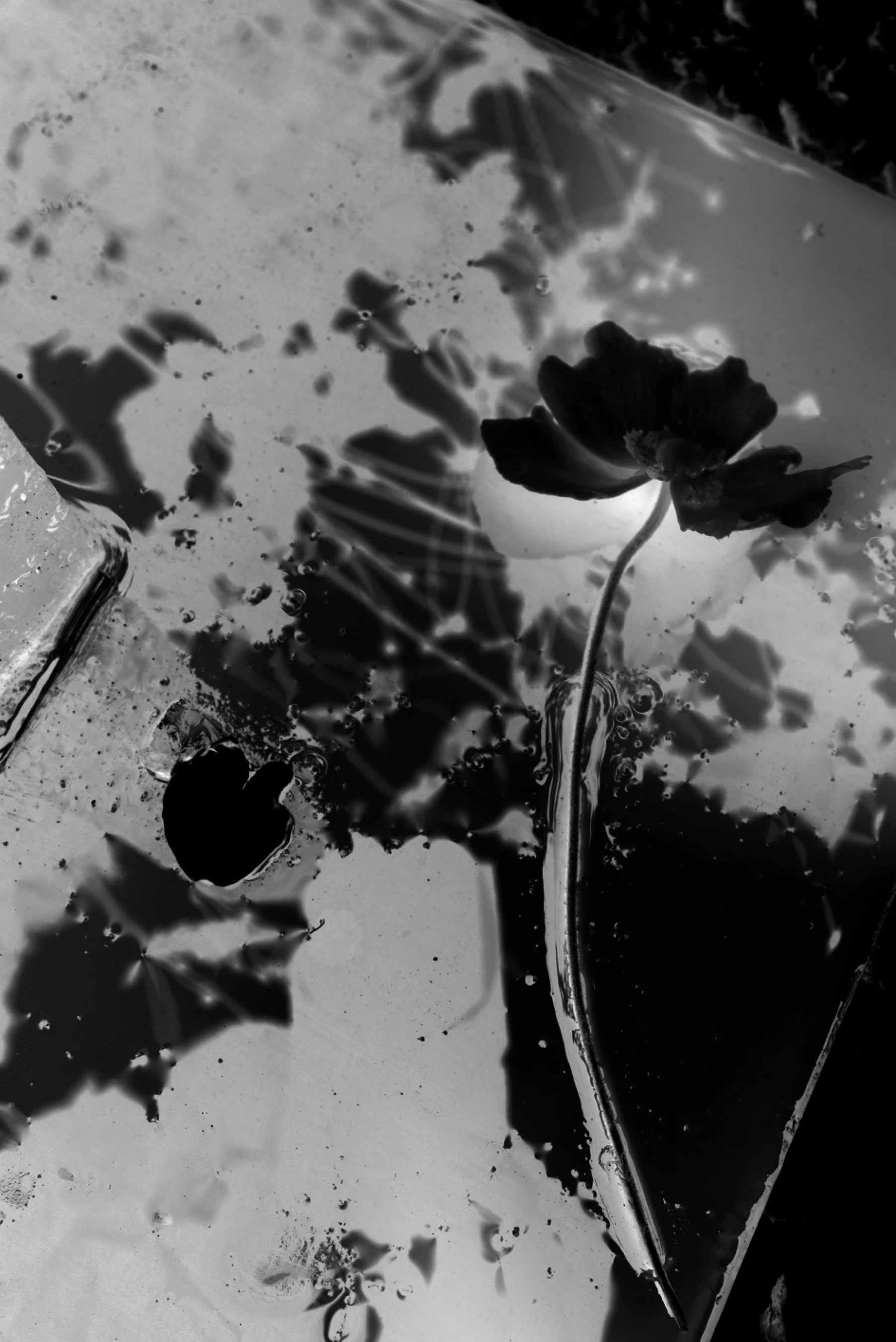 INSTANTS Palmer Leica Alexandra Catiere - Tout en ce lieu me survivra (2026)