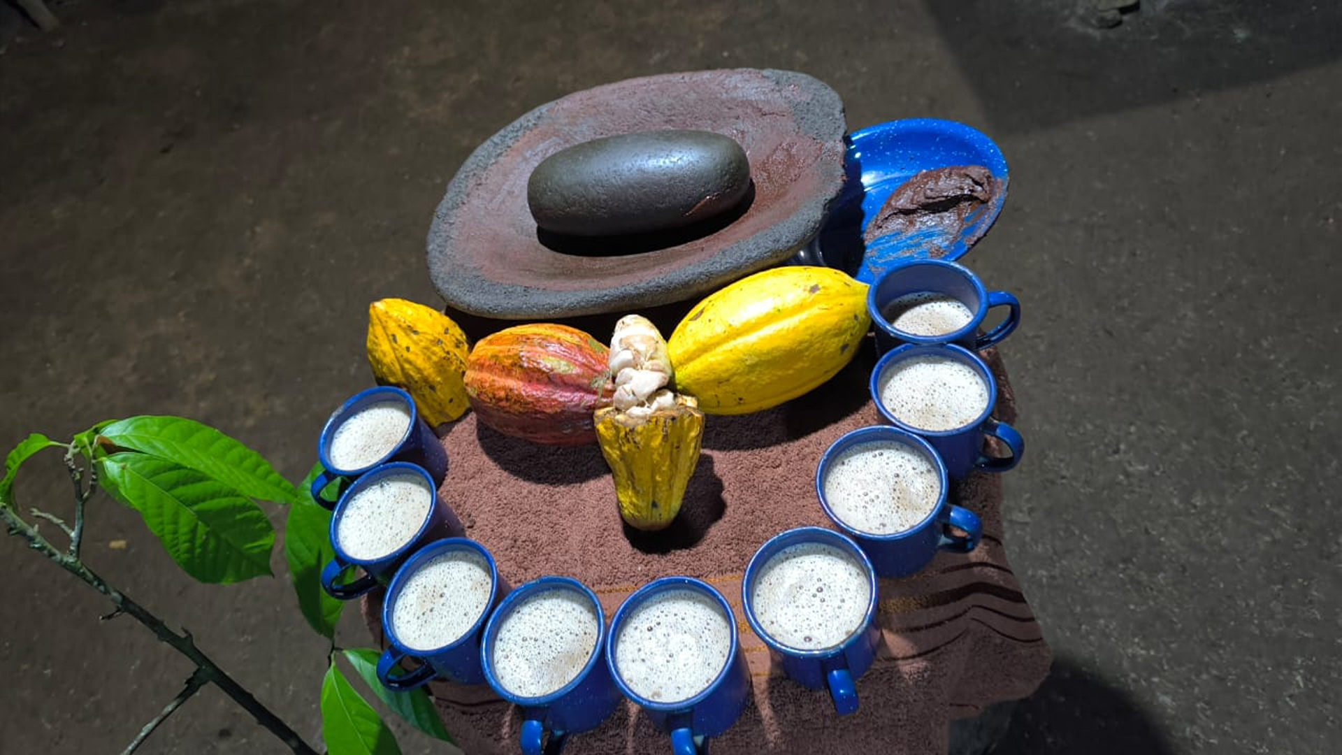 Pre-Columbian Chocolate Tours