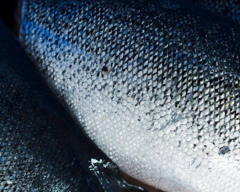 FineFish – A Premier Supplier of Salmon, Whitefish and Seafood from Norway
