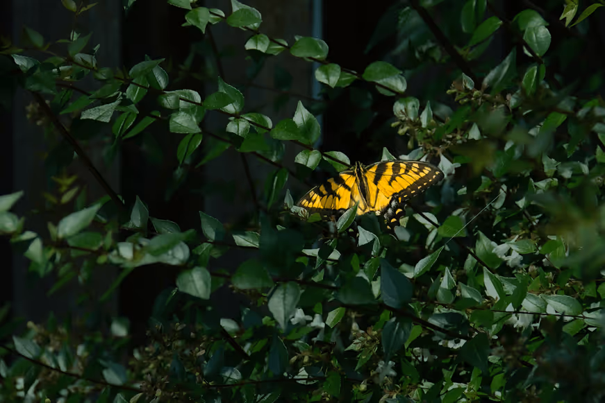 Butterfly in some leaves.