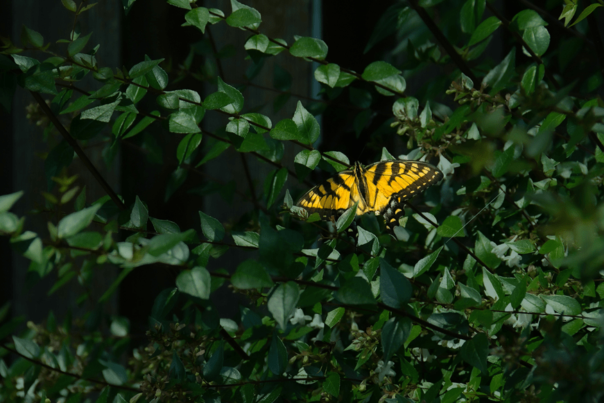 Butterfly in some leaves.
