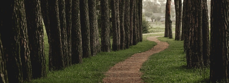A winding dirt path runs through a forest with tall trees on both sides and green grass along the path.