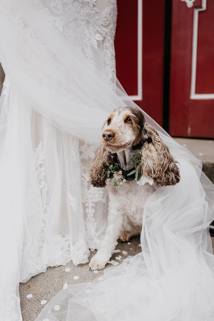 Spaniel and bride on wedding day