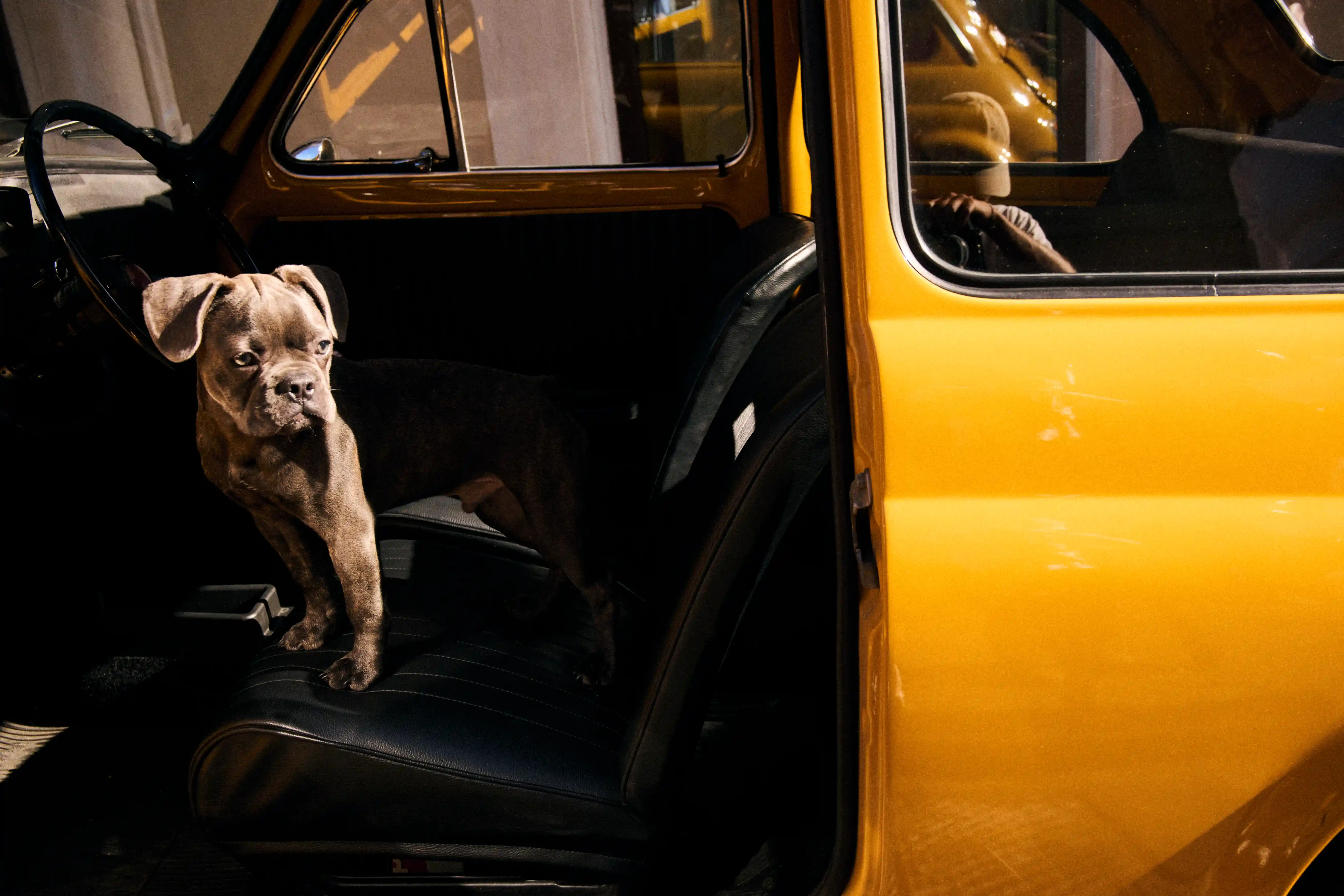 Dog in front of Casa Monti 