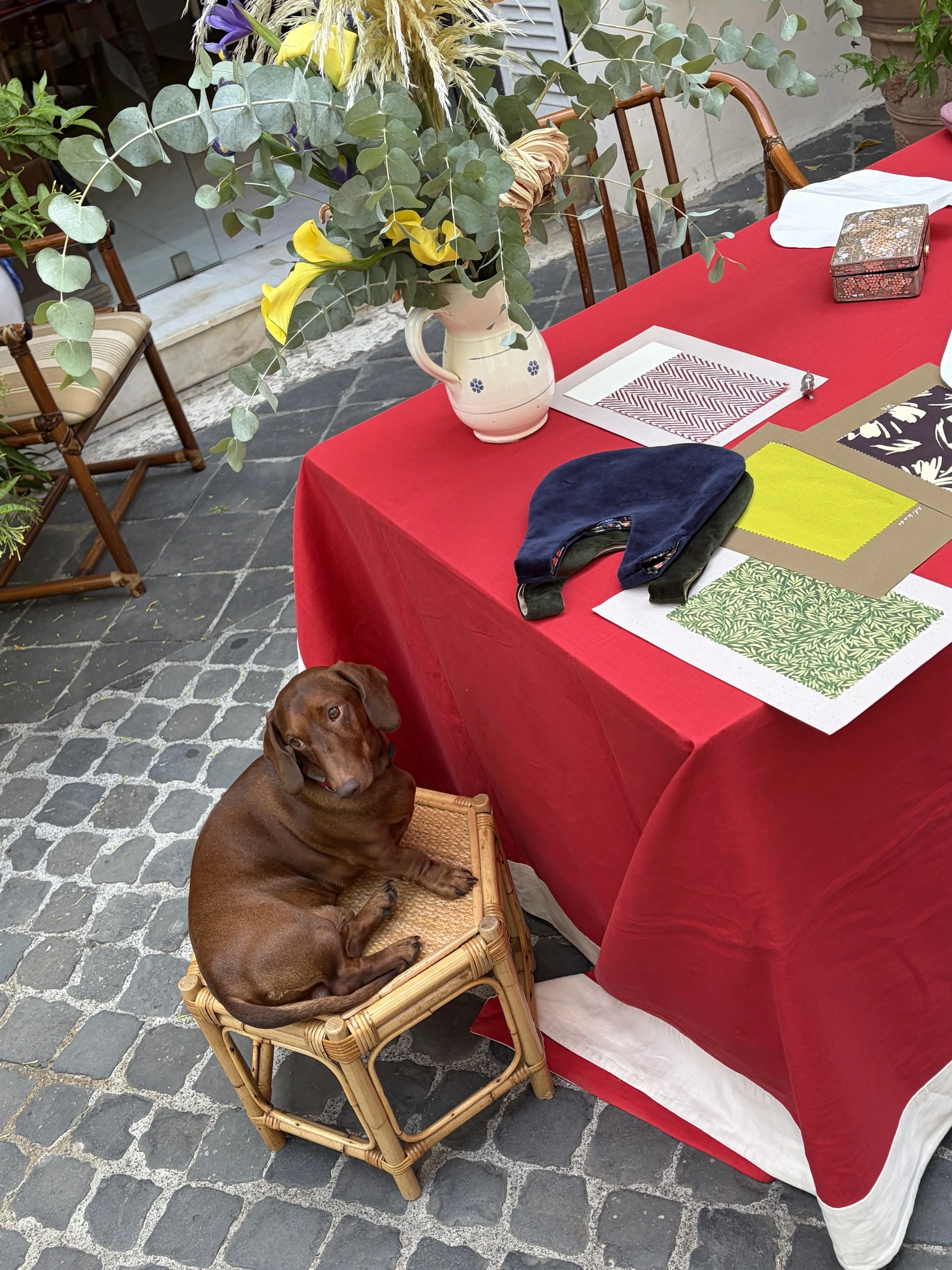 Tre Sarte Casa Monti Dog