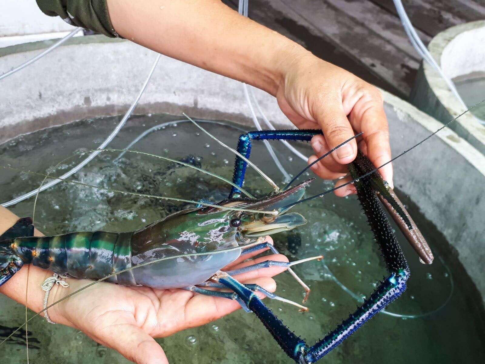 Catch Your Own Seafood At Hai Bin
