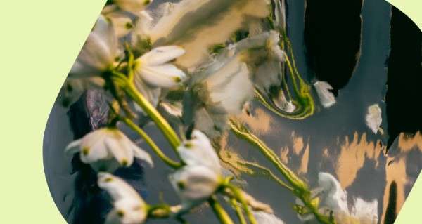 A bunch of white flowers in a vase.