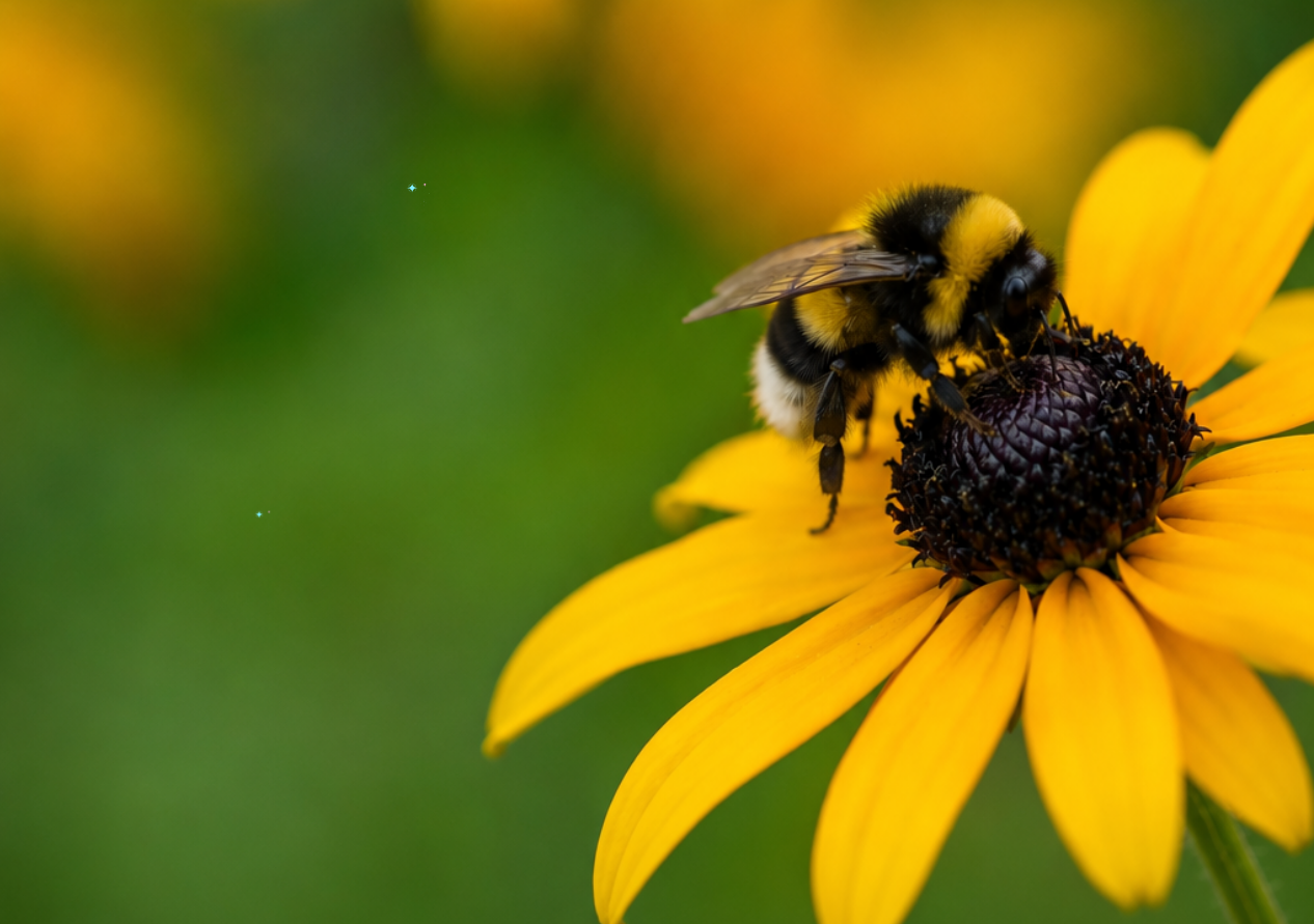 Grow a Local Pollinator Club