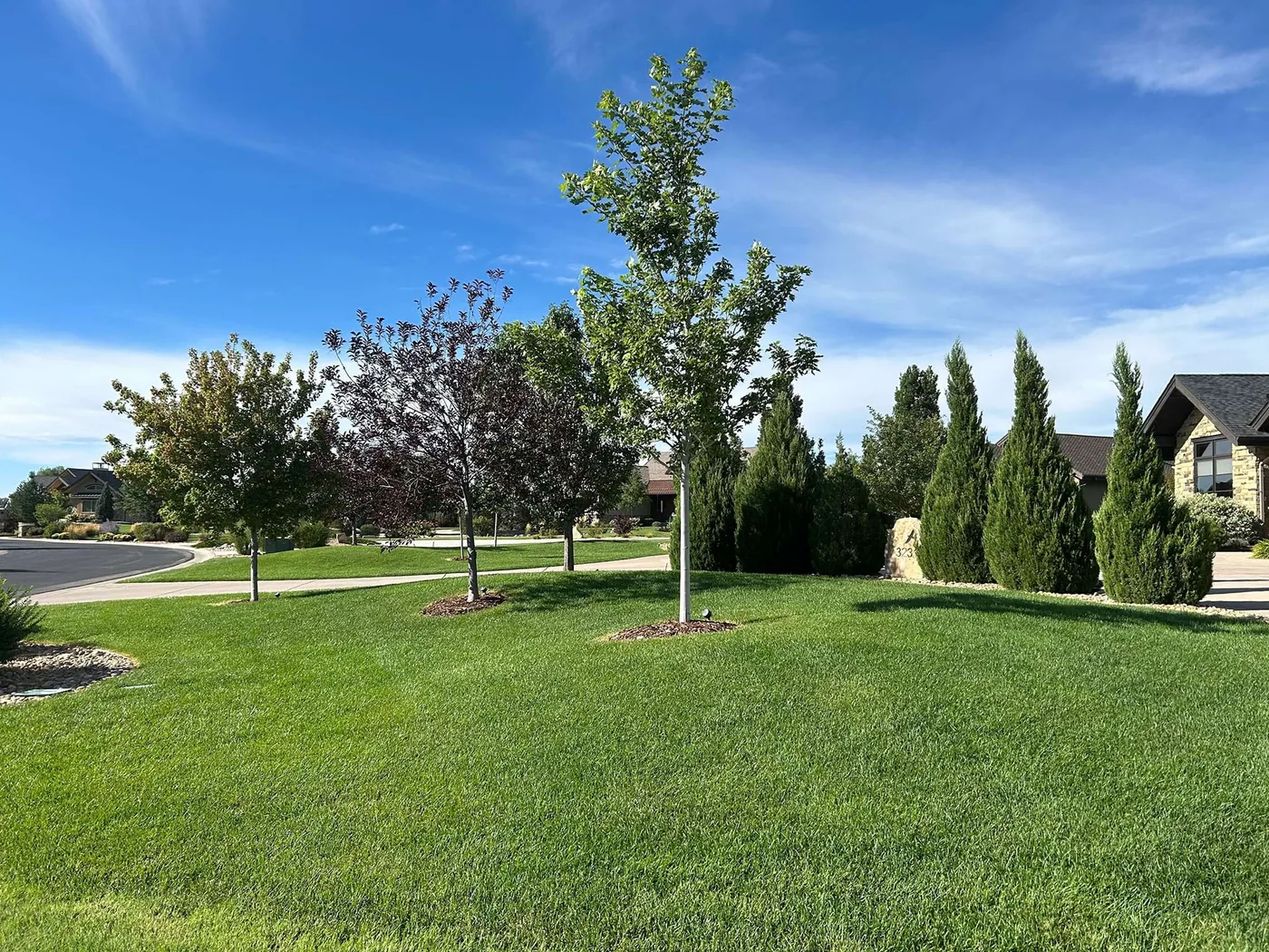 Mature trees on a commercial property maintained by Belmire