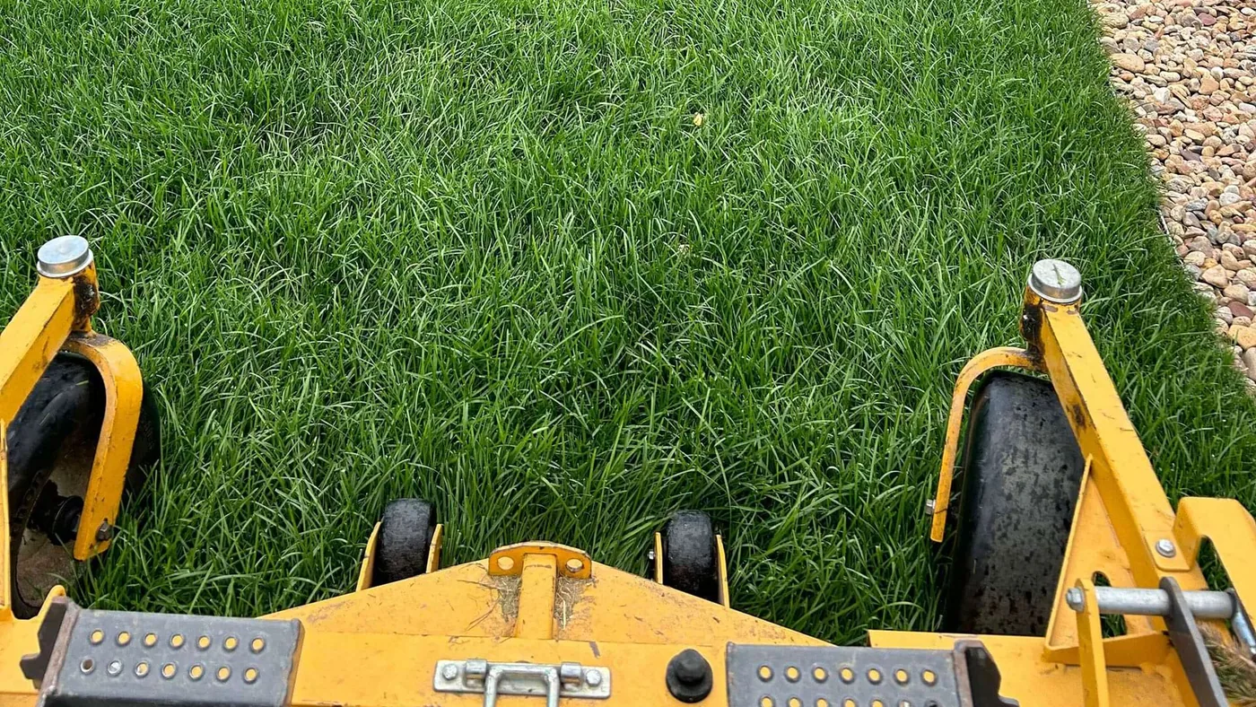 Freshly mowed lawn with clean stripe lines