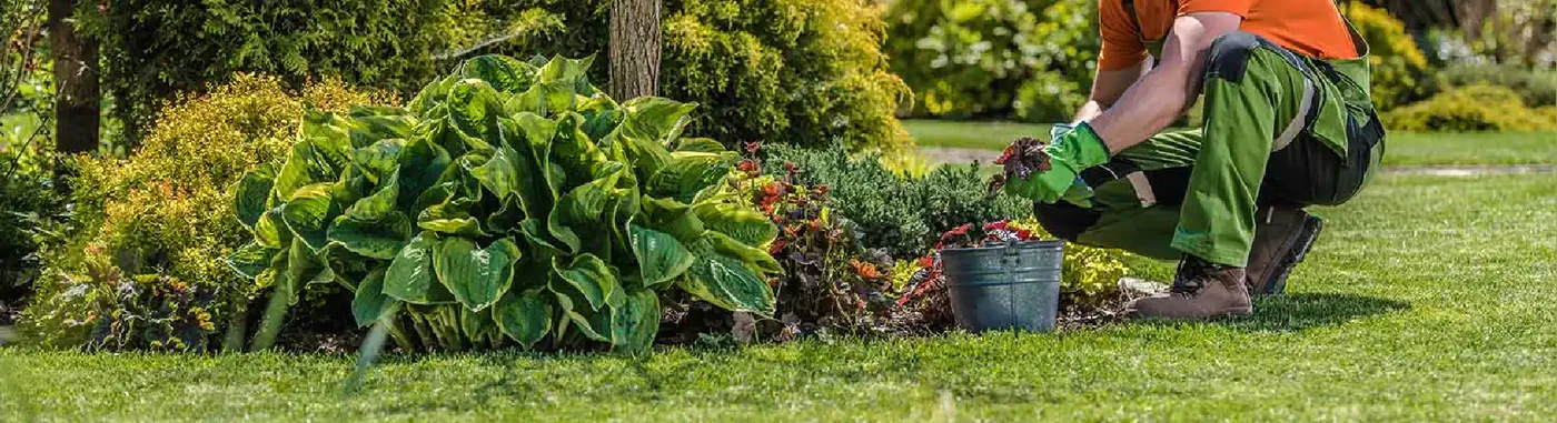 Gardener tending a maintained residential garden bed