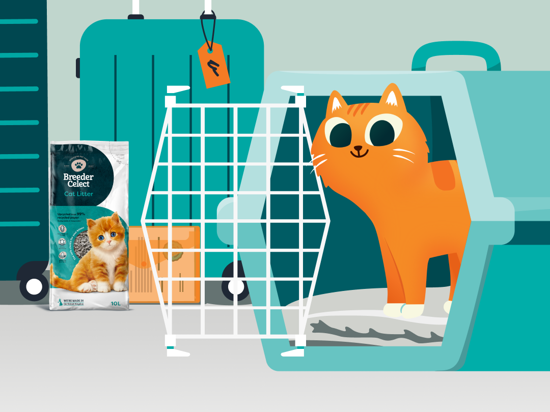 Taking Your Cat on a Summer Holiday: The Ultimate Guide to Car and Plane Travel