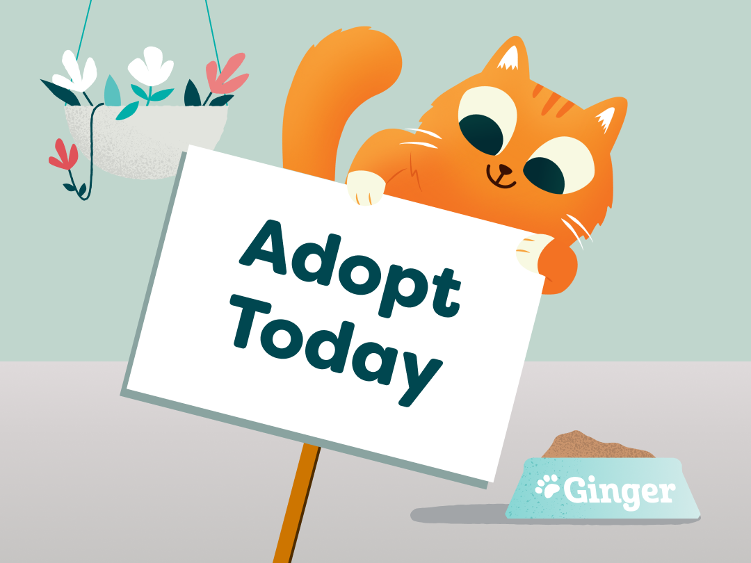What People Get Wrong About Senior Cats (and What They Get Right)