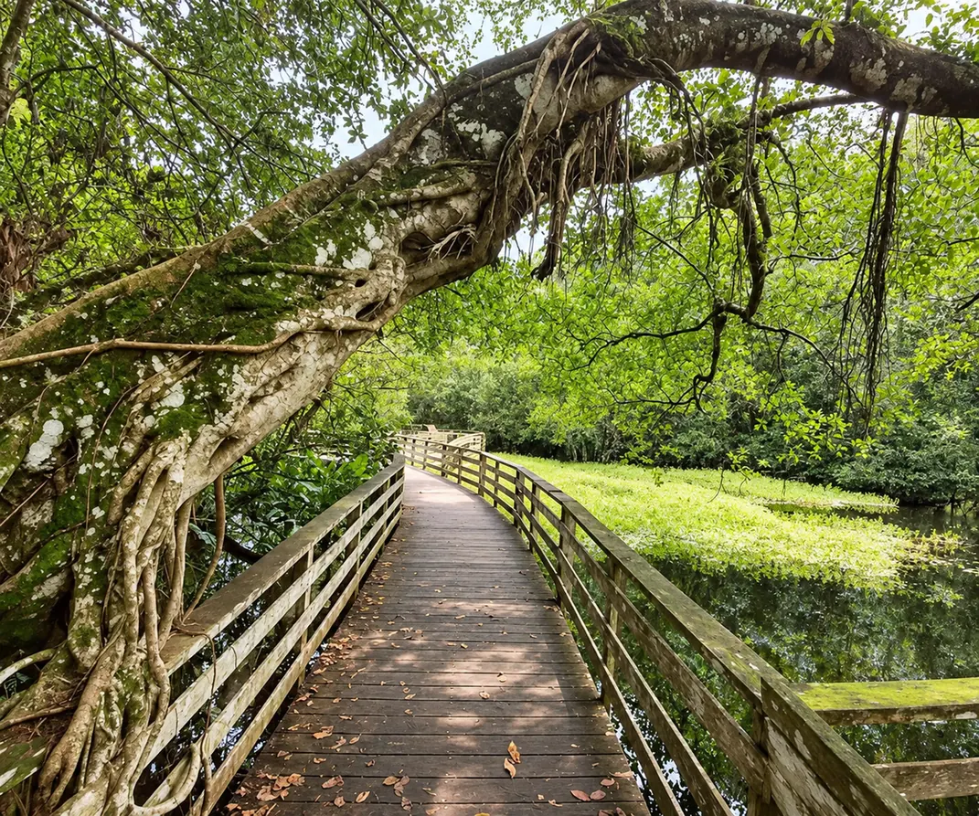 Black locust boardwalk passing under a leaning tree at Audubon Corkscrew Swamp Sanctuary