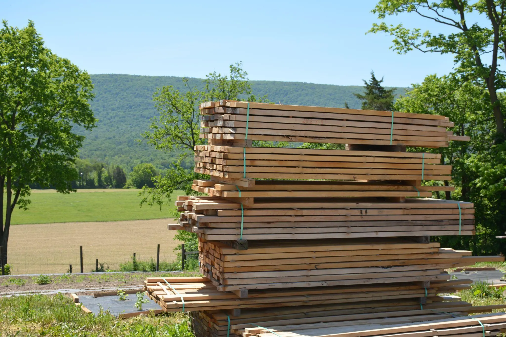 Black Locust vs Honey Locust: Key Differences Explained